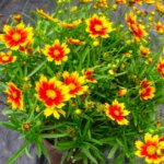 Coreopsis, Daybreak