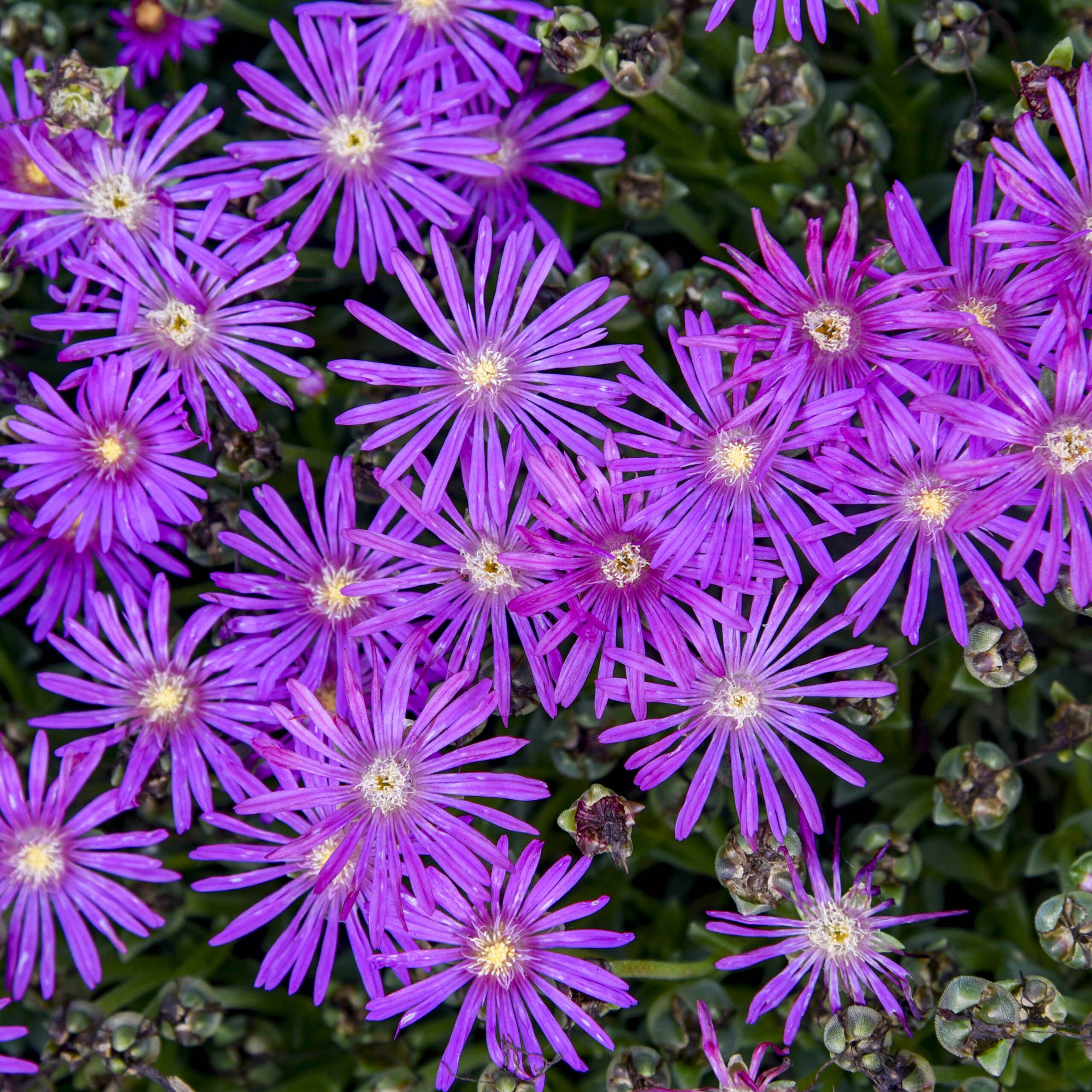 Ice Plant, Electric Slide