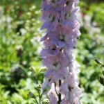 Delphinium, Cherry Blossom White Bee