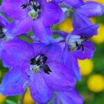 Delphinium, Dark Blue/Dark Bee