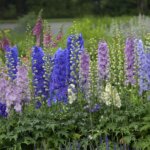 Delphinium, New Millenium Mini Stars