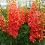 Delphinium, Red Lark