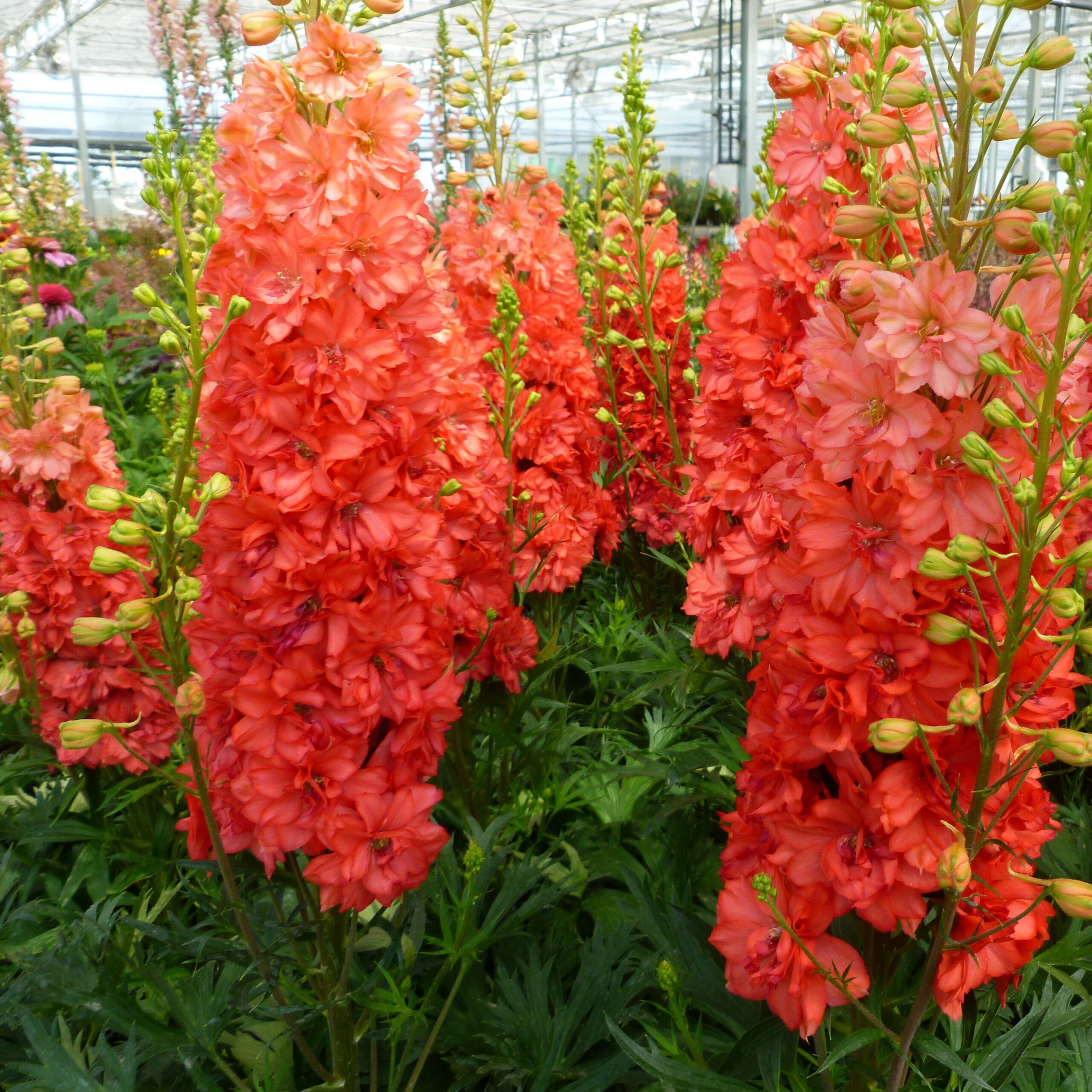 Delphinium, Red Lark