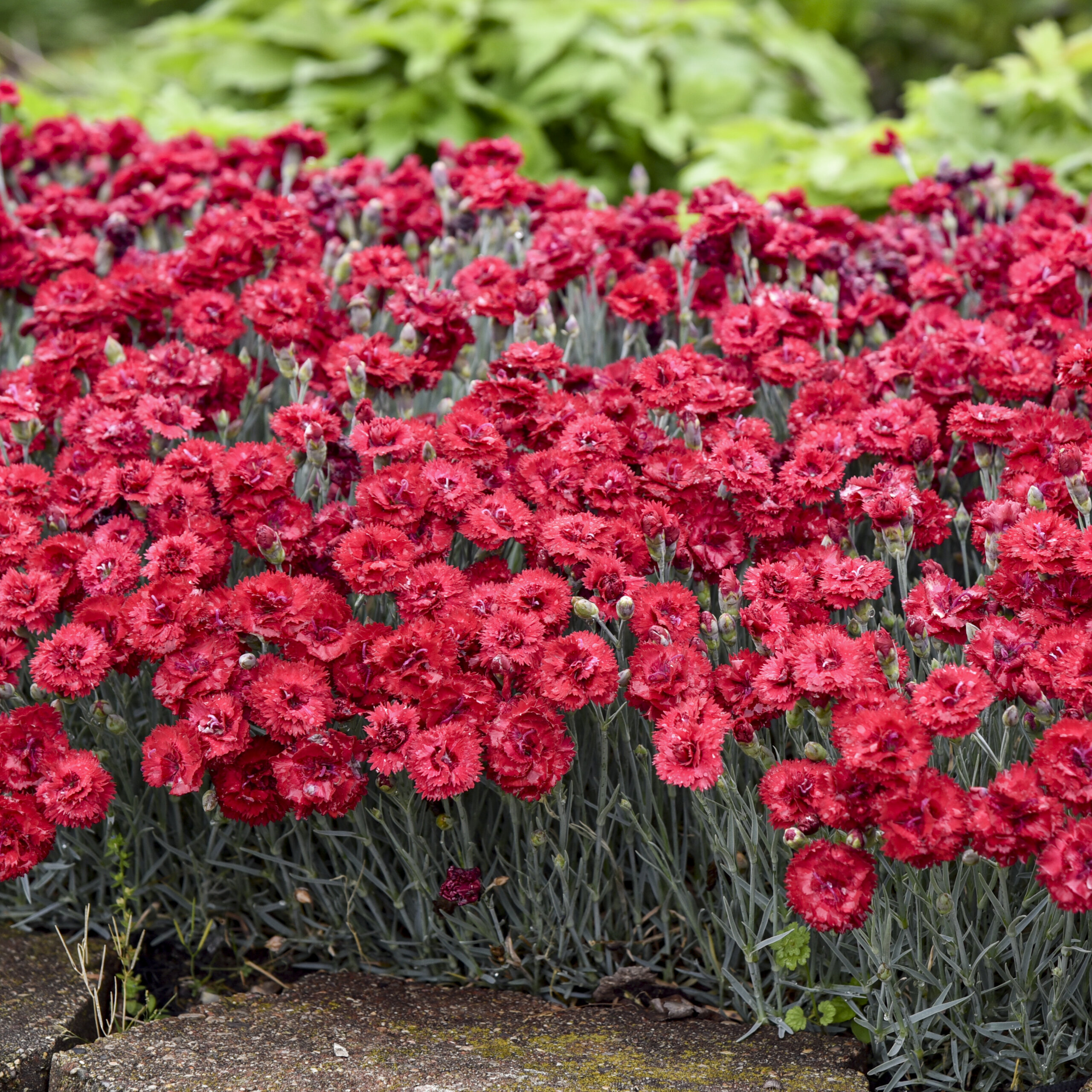 Dianthus, Maraschino