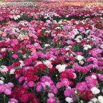 Dianthus, Milk Cherry