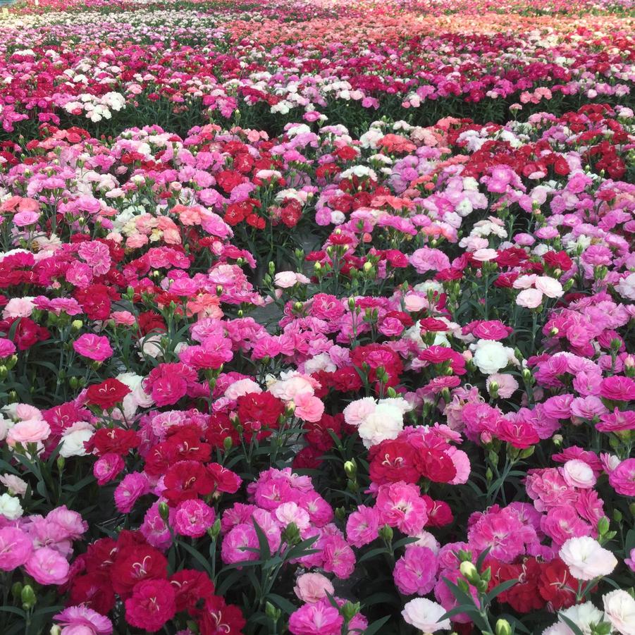 Dianthus, Milk Cherry