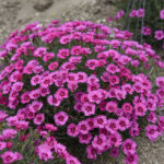 Dianthus, Paint the Town Fancy