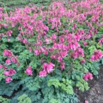 Bleeding Heart, Luxuriant