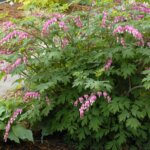 Bleeding Heart, Old Fashioned