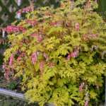 Bleeding Heart, Gold Heart