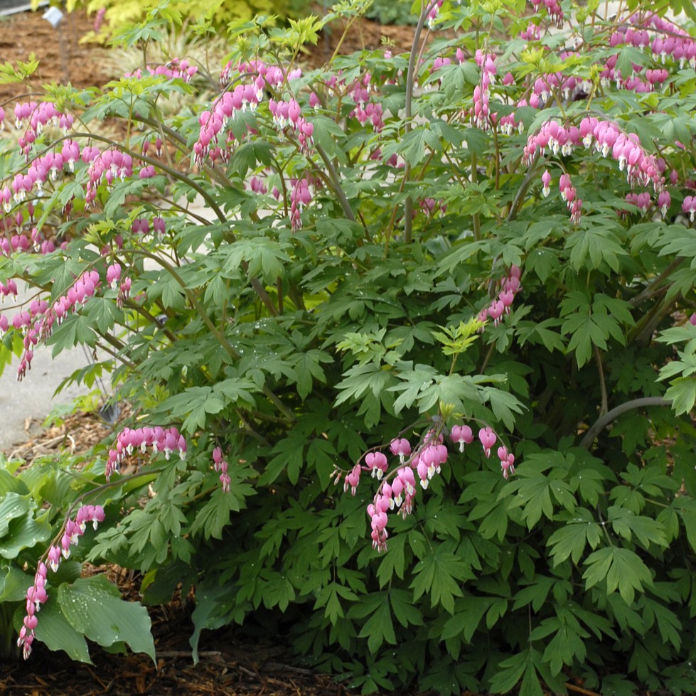 Bleeding Heart, Old Fashioned