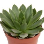 Echeveria, Wax Agave