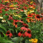 Coneflower, Cheyenne Spirit
