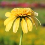 Coneflower, Lemon Drop