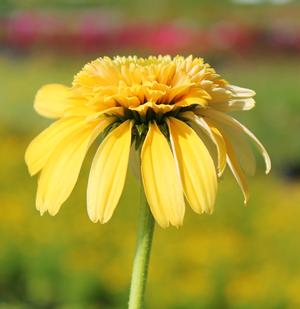 Coneflower, Lemon Drop