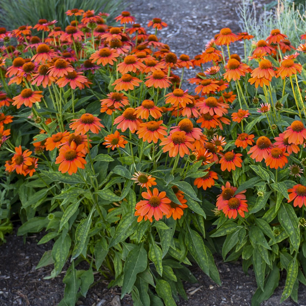 Image for Coneflower, Adobe Orange