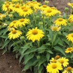 Coneflower, Sombrero Lemon Yellow