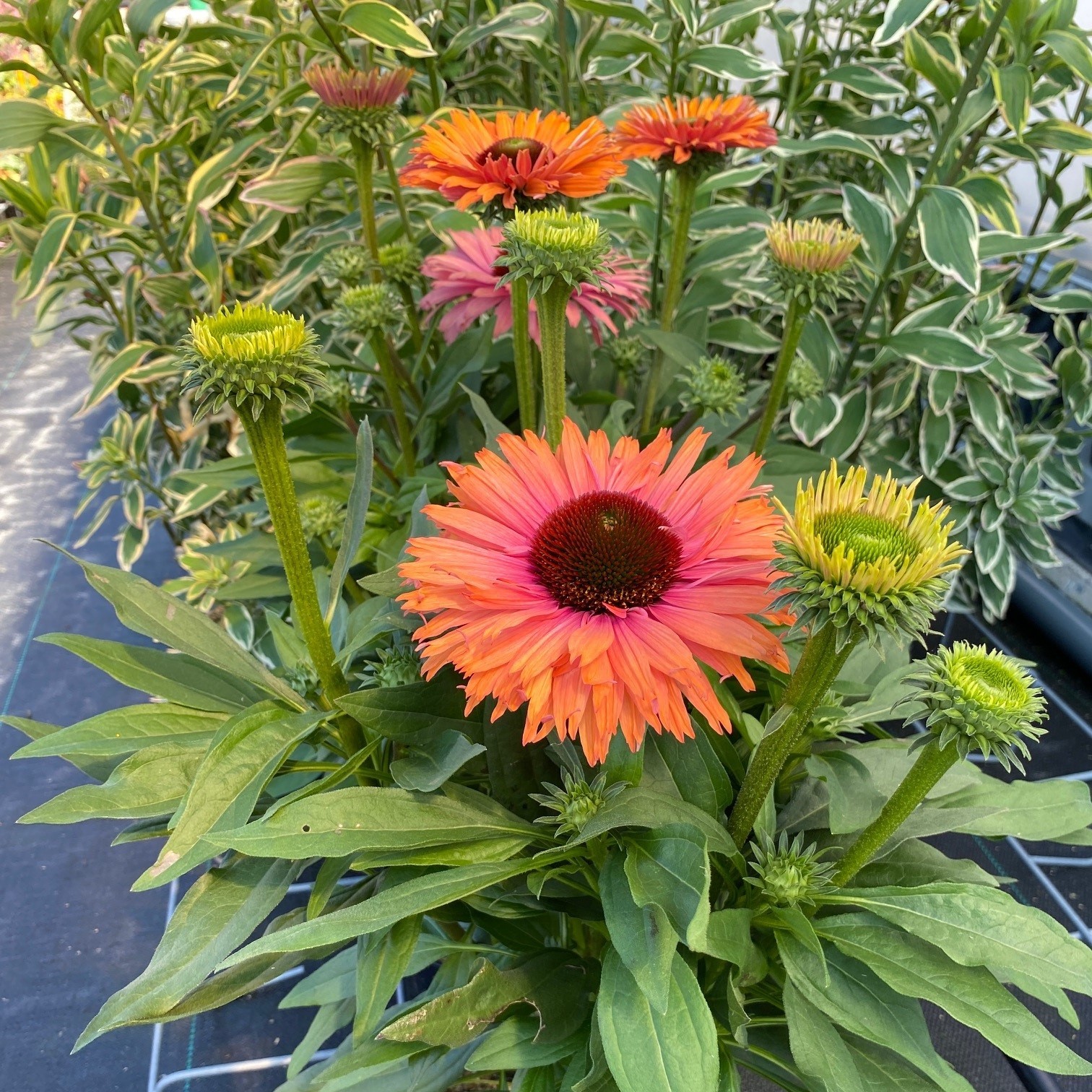 Coneflower, Sunseekers Rainbow