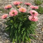 Coneflower, SunSeekers Salmon