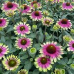 Coneflower, Sweet Sandia