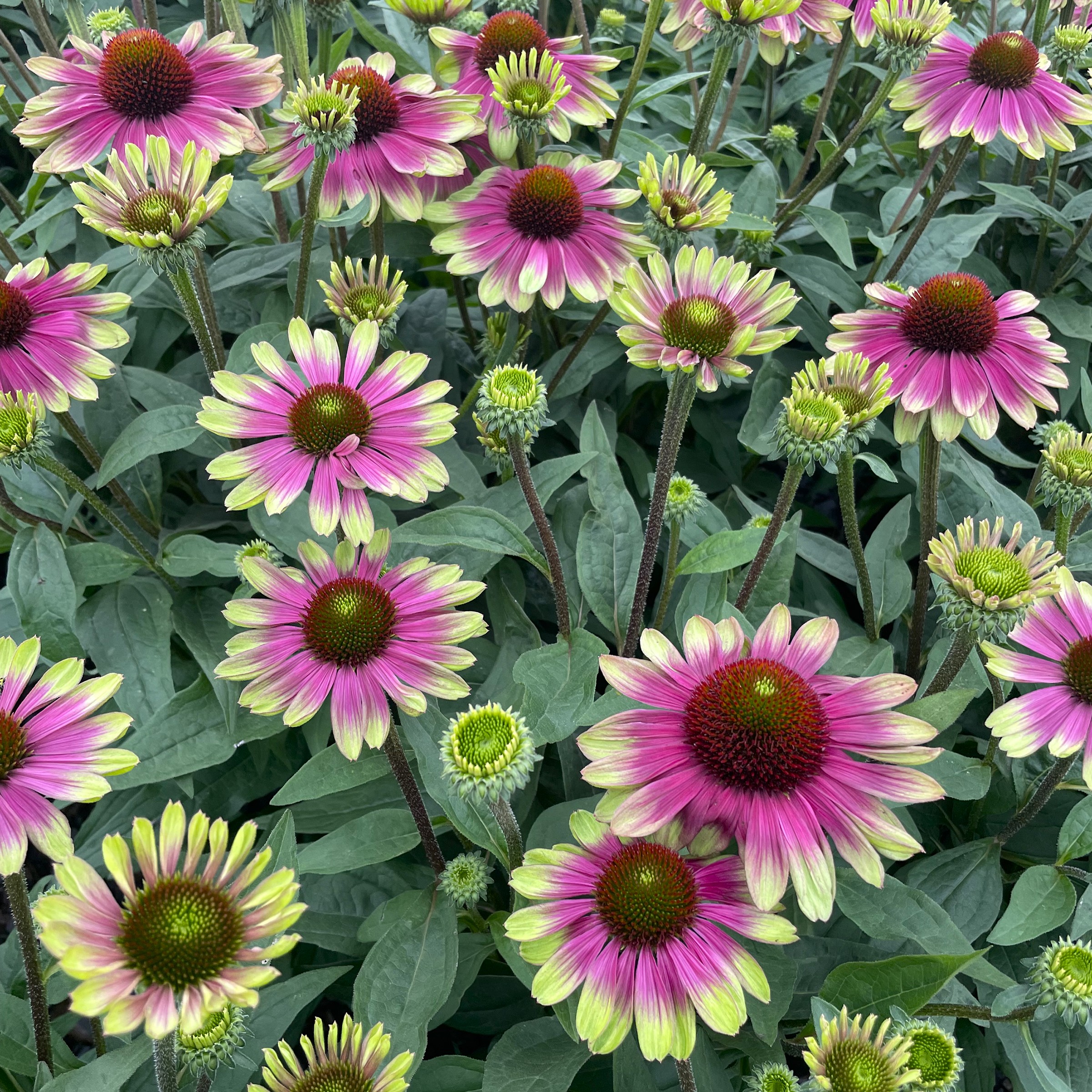 Coneflower, Sweet Sandia