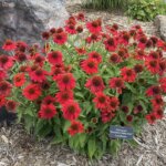 Coneflower, Sombrero Salsa Red