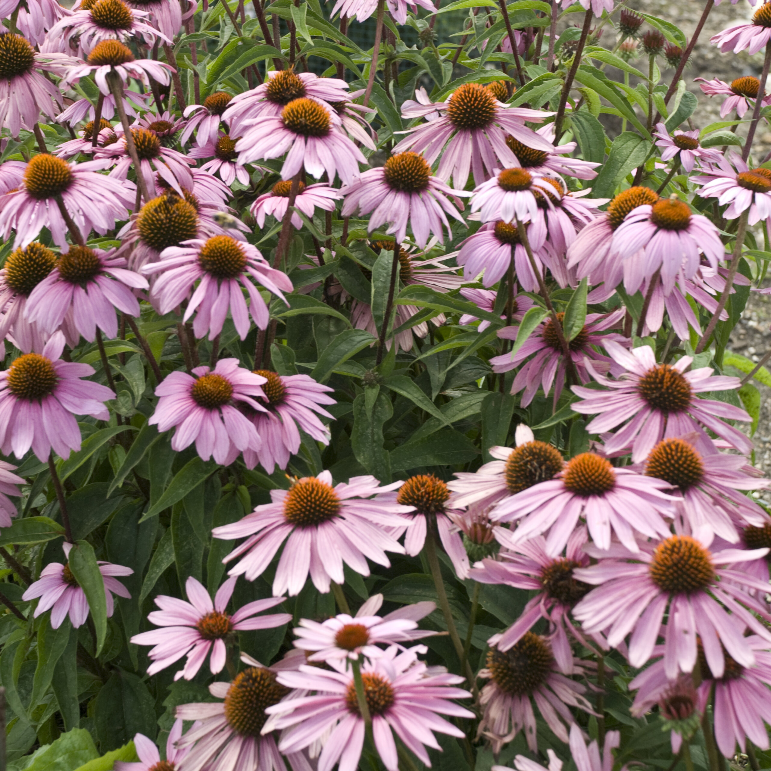 Coneflower, Magnus