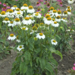 Coneflower, PowWow White