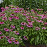 Coneflower, PowWow Wild Berry