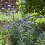 Globe Thistle, Blue Glow