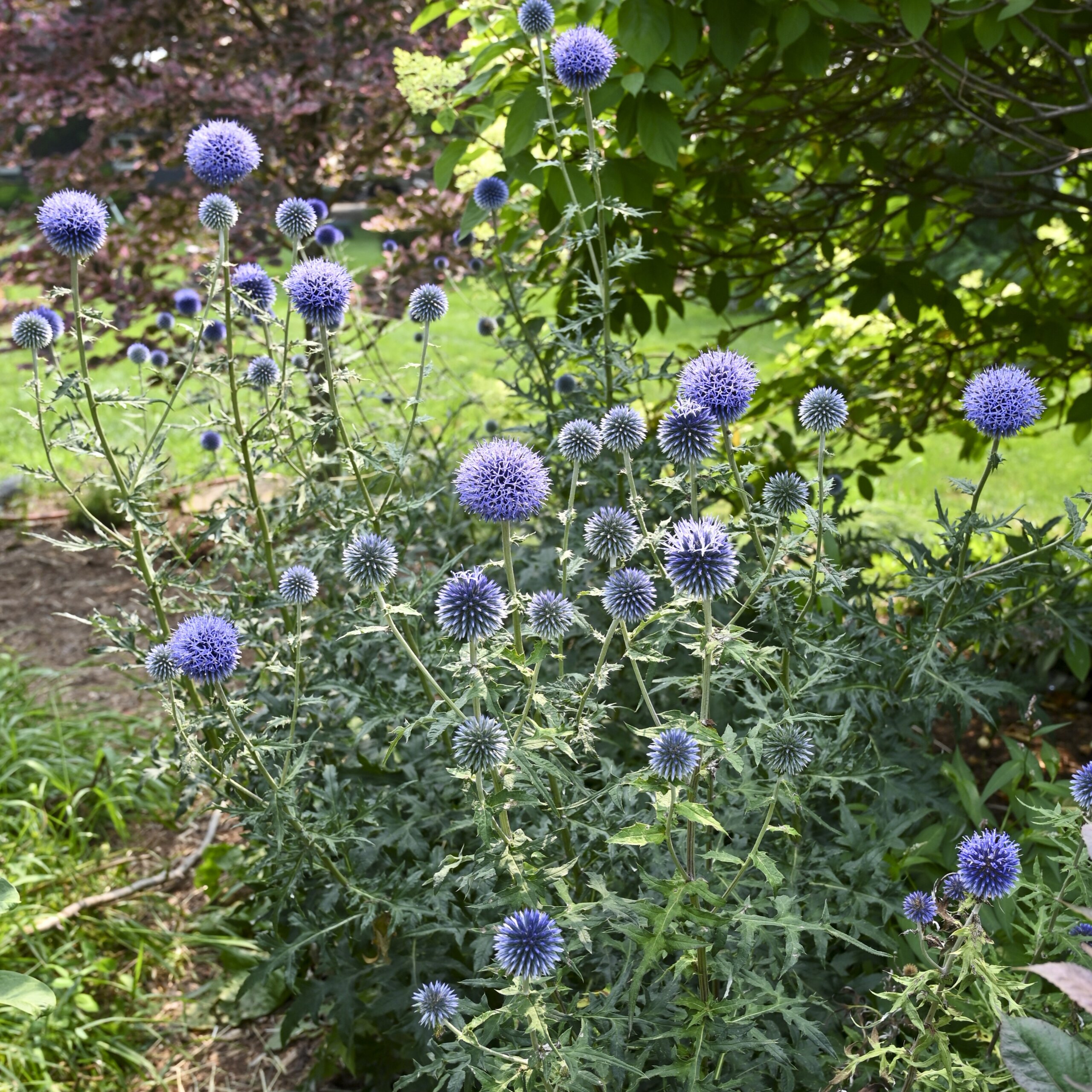 Globe Thistle, Blue Glow