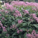 Joe Pye Weed, Little Joe