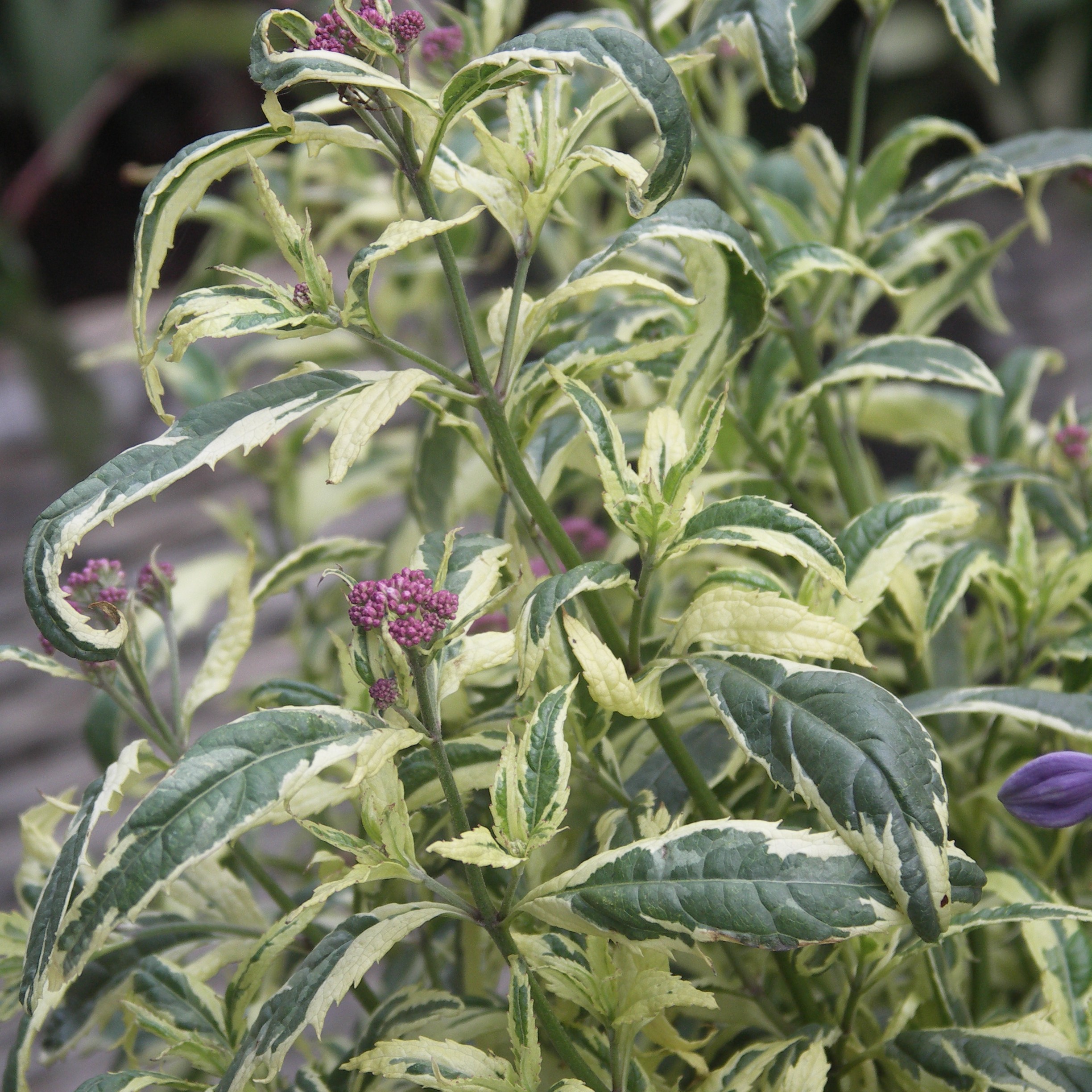 Joe Pye Weed, Pink Frost