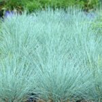 Grass, Fescue Cool as Ice