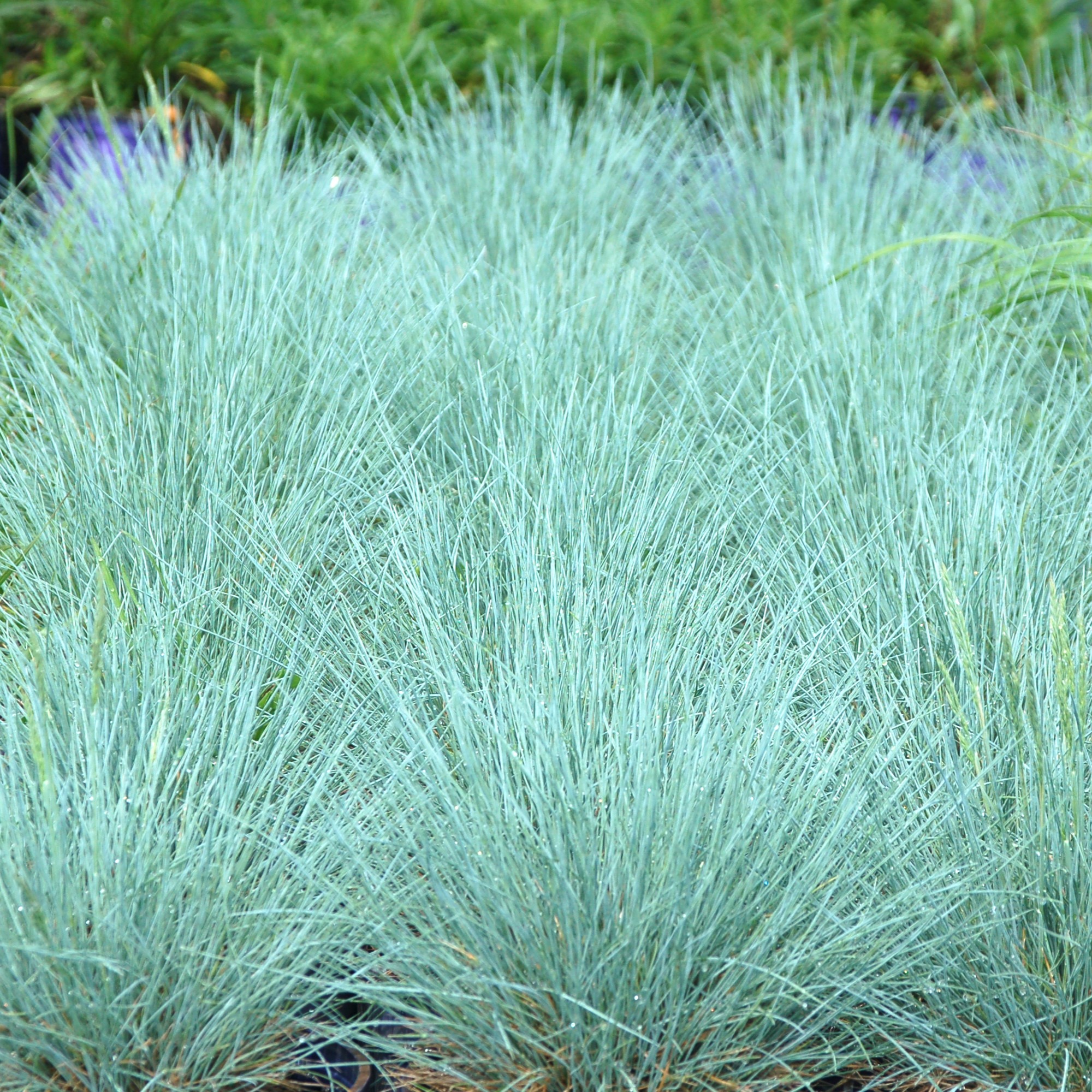 Grass, Fescue Cool as Ice - Campbell's Nursery