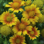 Blanket Flower, Arizona Apricot