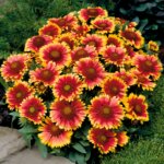 Blanket Flower, Arizona Sun