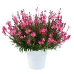 Gaura, Steffi Dark Rose