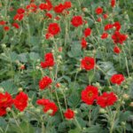 Geum, Double Bloody Mary