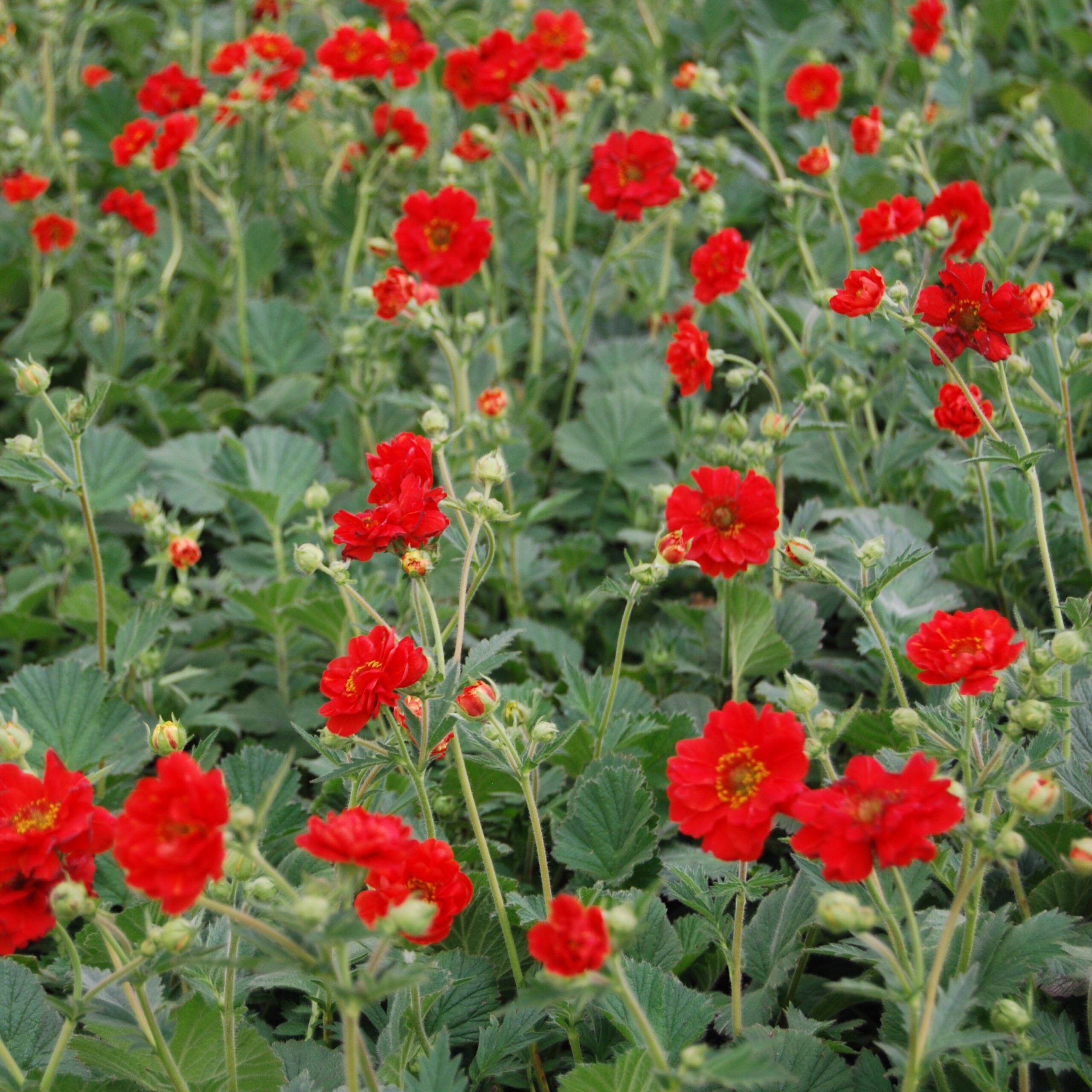 Geum, Double Bloody Mary