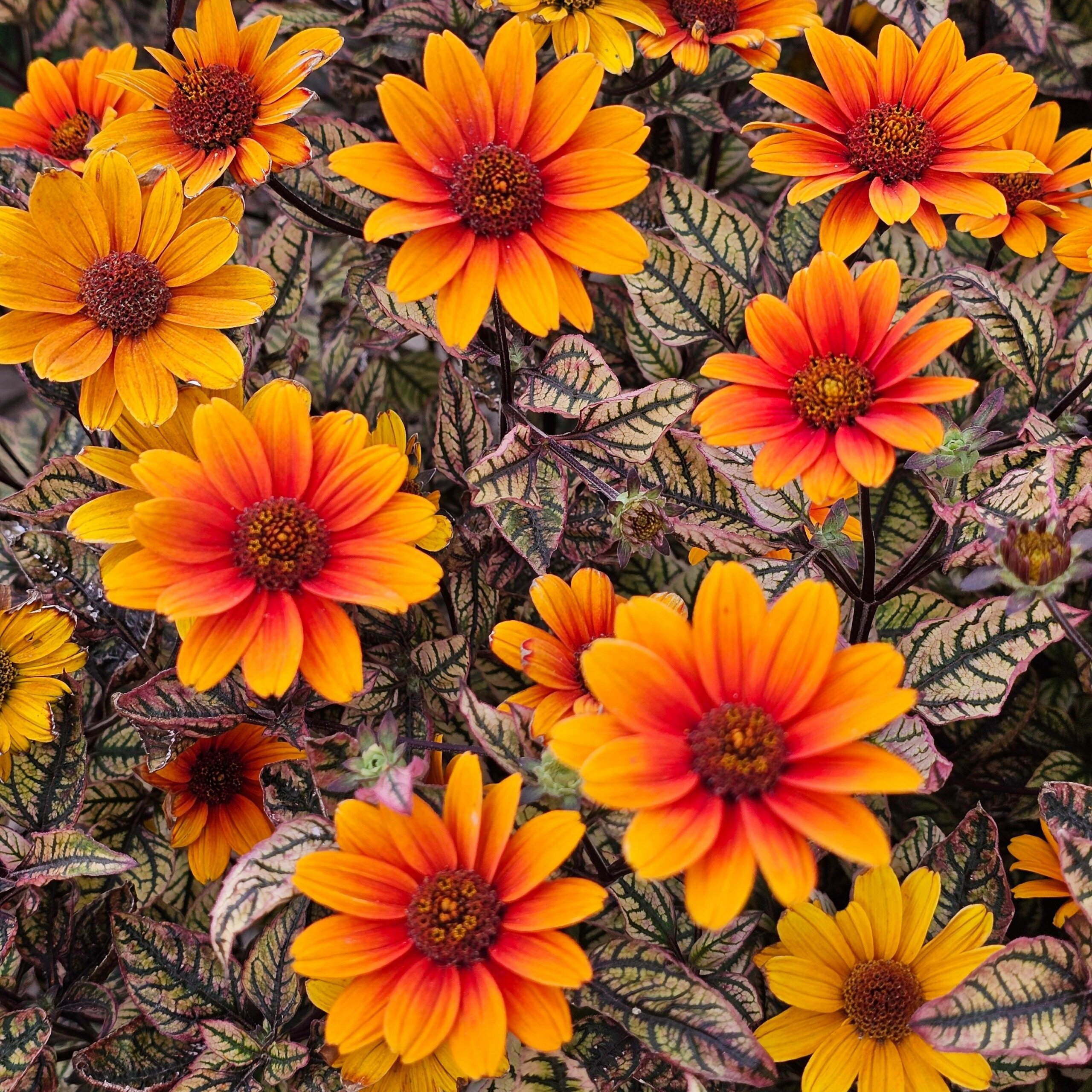 False Sunflower, Orange Marble