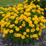 False Sunflower, Rays for Days