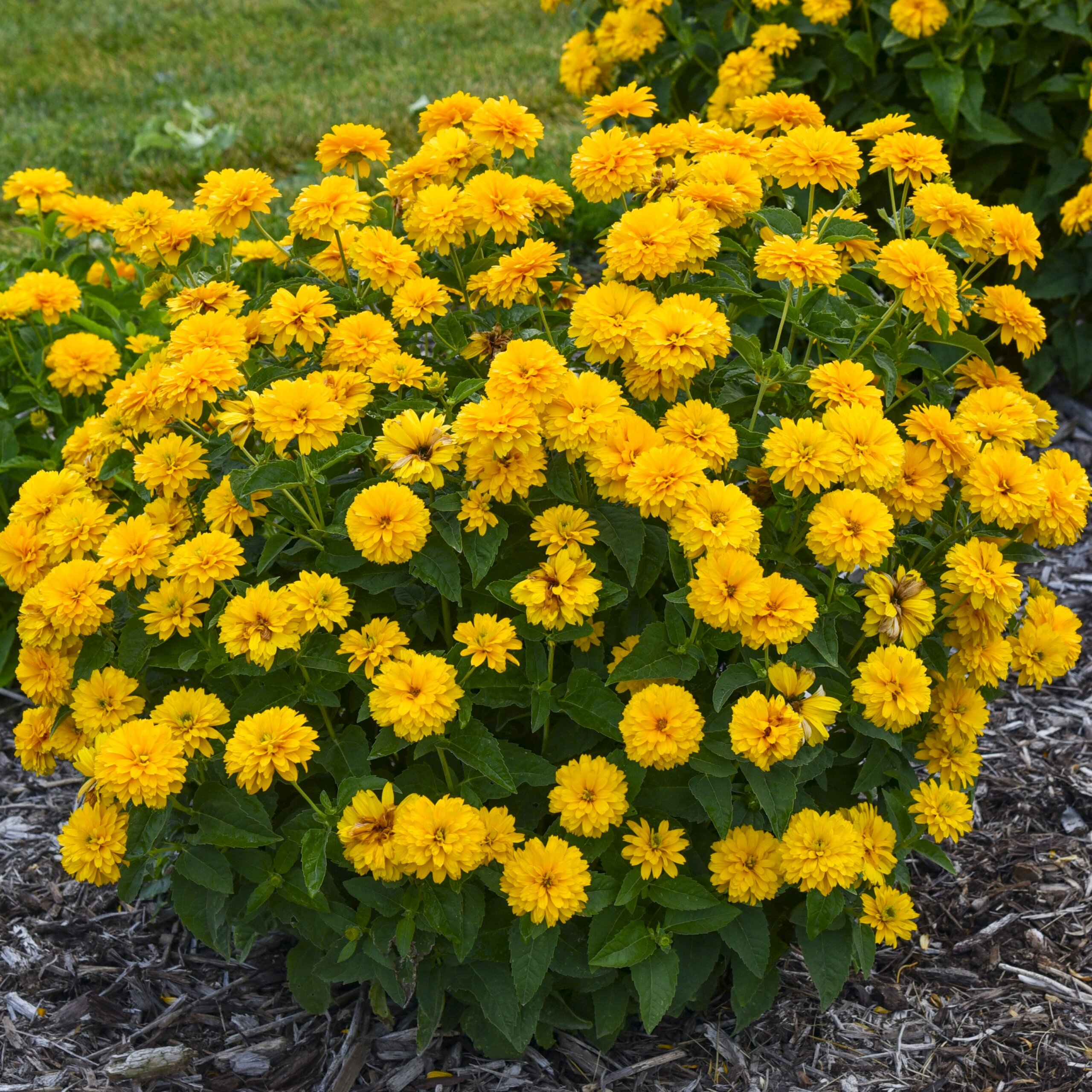 False Sunflower, Rays for Days