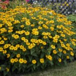 False Sunflower, Tuscan Sun