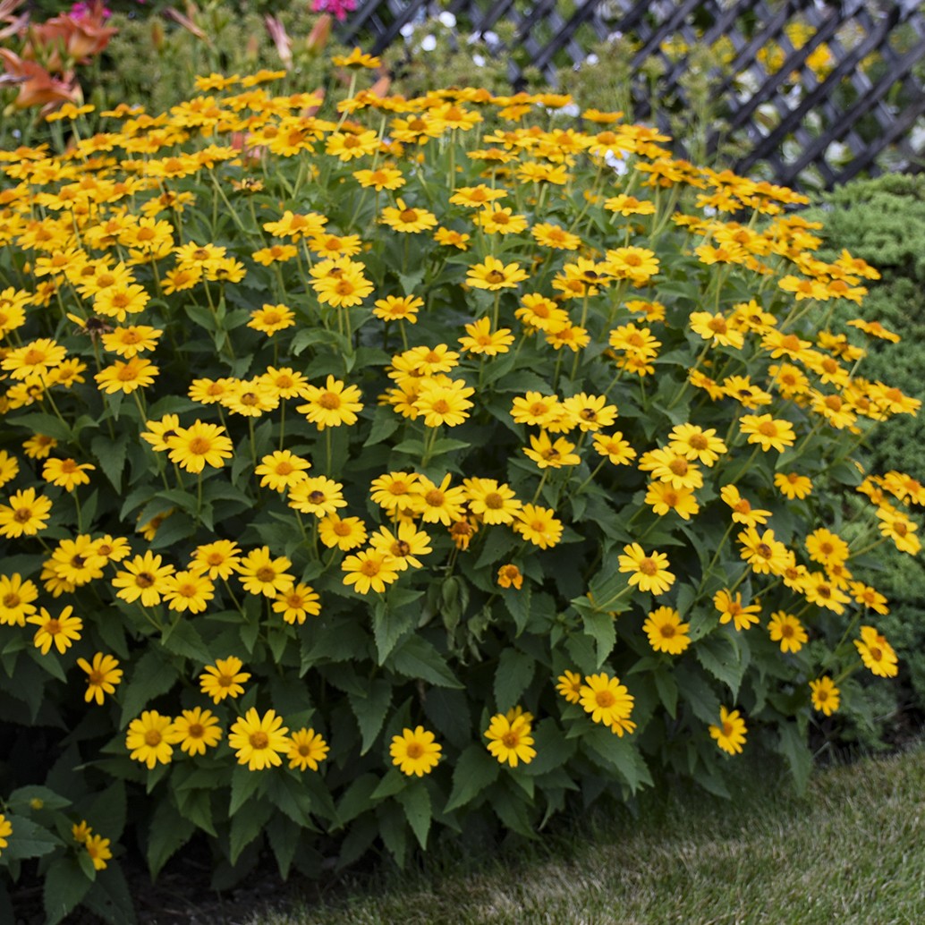 False Sunflower, Tuscan Sun