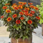 False Sunflower, Luna Roja