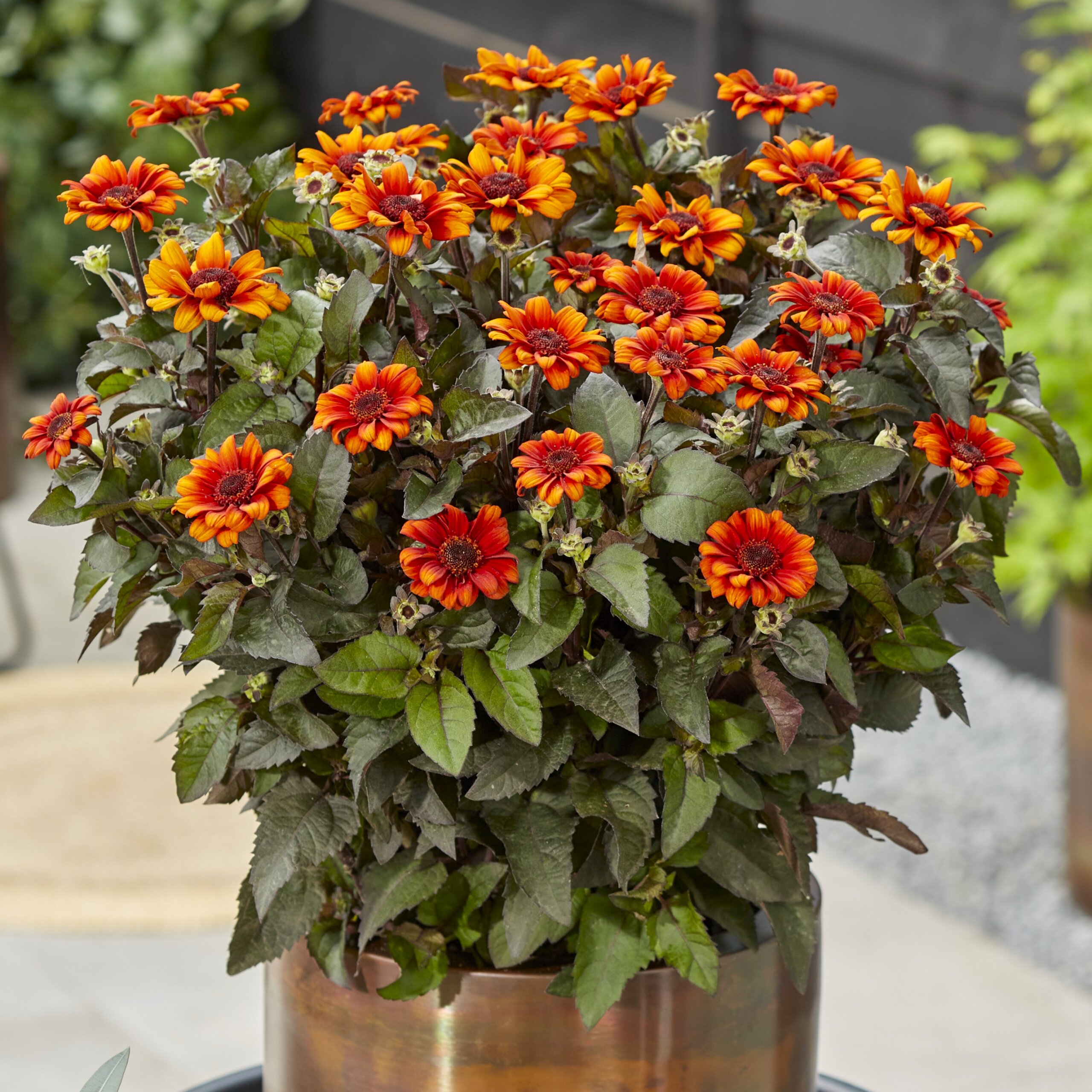 False Sunflower, Luna Roja