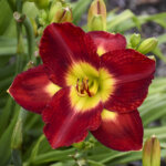 Daylily, Passion for Red