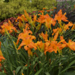 Daylily, Primal Scream