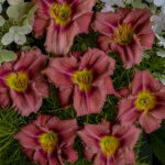 Daylily, Rosy Returns